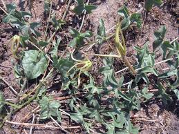 Image result for Trochomeria macrocarpa