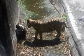 White tiger (real name ava ayala) is a s.h.i.e.l.d. White Tiger Kills Visitor At Zoo In India The New York Times