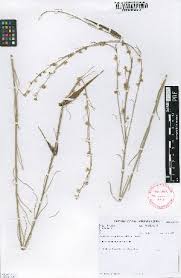 Image result for Aspidoglossum glabellum