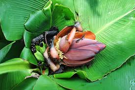 Image result for Musa sp. (Ornamental bananas)