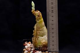 Image result for Cyphostemma kaessneri