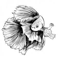 Download Betta Fish Free Vector Eps Cdr Ai Svg Vector Illustration Graphic Art