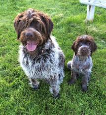 Sage was born 28 june 2018, she's out of idaho outback griffon's and has all the makings of a great gun dog. Wirehaired Pointing Griffon Puppy Price Online