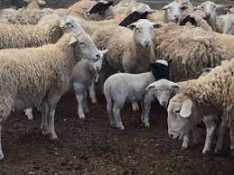 تفسير الاحلام مجانا تفسير حلم قطيع الأغنام رؤية الغنم في المنام dream interpretation sheep animals
