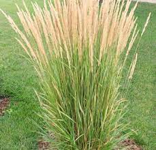 #gardeing #plants #backyardgardening #tallgrass #privacyfence. Ornamental Grasses Ideal For Canadian Climates Chinook Landscaping Calgary