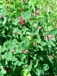 Palos verde flower delivery ca. Ribes Californicum Hillside Gooseberry Pv Peninsula Plants Plants Edible Wild Plants Plant Nursery
