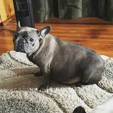 My Poor Pregnant Girl Due This Week Her Belly Touches The Floor Bluefrenchie Frenchbulldog Frenchie Babybu Blue Frenchie French Bulldog Mans Best Friend