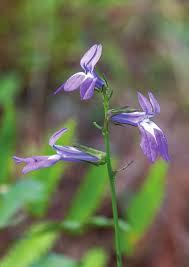 Image result for Platylepis glandulosa