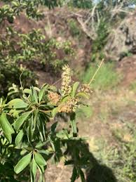 Image result for Terminalia phanerophlebia