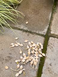 Image result for Millettia lasiantha