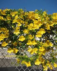 Image result for Dolichandra