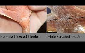 Bantu fanspage ini supaya lebih berkembang terima kasih. Male Vs Female Crested Gecko Differences With Pictures Unusual Pets Guide