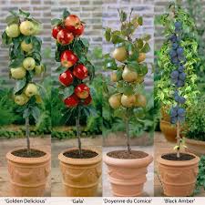 These dwarf fruit tree selections offer a smaller, more compact form tree, without compromising it's fruit quality. How To Prune Columnar Fruit Trees Fruit Trees