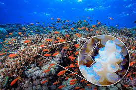 The great white shark is at the top of the ocean food chain. Why Are Coral Reefs Hotspots Of Life In The Ocean Frontiers For Young Minds