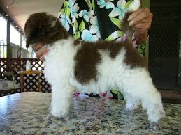 May 30, 2021 @ 8:42 am | for questions about reserving your new oak hill farm standard poodle please call: Mystical Parti Poodles Home Facebook