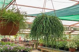 Image result for Rhipsalis
