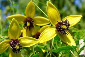 Review of risks should be undertaken before selecting this vine for planting sites. Clematis Golden Tiara Order Online