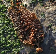 Image result for Isolepis costata