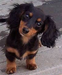 Black And Tan Dachshund Beagle Mix Cute Dachshund By 122wizardman On Deviantart Dachshund Puppies Long Haired Miniature Dachshund Puppies