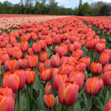 Tulipa Royal Ad Rem By Fam Flower Farm Holland Hmmm Nice Smell This Two Toned Tulip Is Called Royal Ad Rem Flower Farm Sunflower Wallpaper Smell Good
