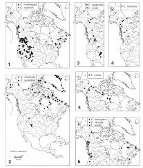 Image result for Entephria byssata