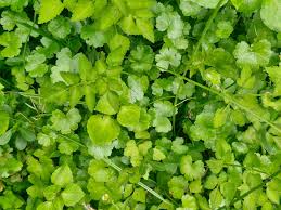 Image result for Cardamine