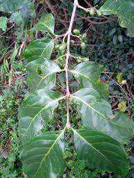 Image result for Afrocanthium ngonii
