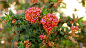 Image result for Ceanothus