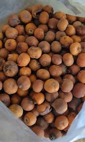 Image result for Afroligusticum