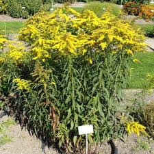 Image result for Solanecio cydoniifolius