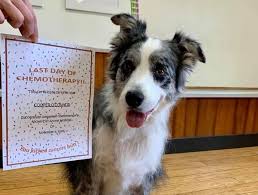 There are certain pros and cons of chemotherapy for dogs and you must weigh the advantages and disadvantages to ascertain if it is worthwhile. Pet Oncology Vet Oncologist
