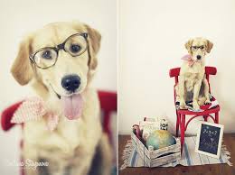 School Time Dog Photoshoot Dog Calendar Animal Photography