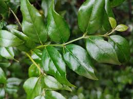 Image result for Cassinopsis