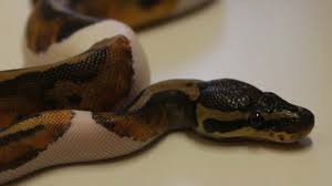 7 Facts About Piebald Ball Python Genetics Breeding Guide Exopetguides