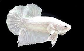 259 Hmpk Betta Fish White Platinum Male Hewan