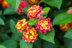Image result for Lantana camara