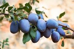 Image result for how big do plums get