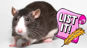 There is no difference between a sewer rat, brown rat, common rat, or norway rat. 5 Reasons Why You D Love A Pet Rat Explore Awesome Activities Fun Facts Cbc Kids