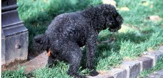 Check spelling or type a new query. La Crotte De Votre Chien Pourrait Bientot Etre Soumise A Une Analyse Adn Sciences Et Avenir