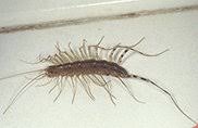 Our vision is a dedication to superb customer service. Orkin Termite Treatment Pest Control Exterminator Service