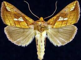 Image result for Plusia putnami