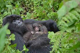 5tf Gorilla Infancy Dian Fossey Infant Gorillas