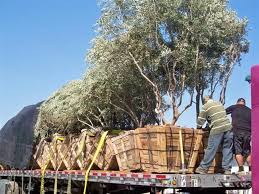 Olive Tree Farm And Nursery Of California Photo Gallery Tree Farms California Photos Farm Nursery