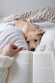 Top 5 Ways To Bond With Your New Dog Kopek Sevimli Kopekler Instagram