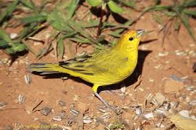 Canario Da Terra O Que Come Serie Com O Macho Do Canario Da Terra Brasileiro Canario Terra Ou Canario Da Terra Sicalis Flaveola Series With The Male Of The Saffron Finch 19 06 2 Colorful Birds Birds Animals