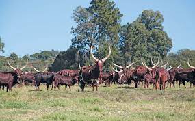 The sabc is reporting that new south african president cyril ramaphosa is facing a protest led by the economic freedom fighters (eff) at his farm, said to be related to the alleged unfair. Ankole Longhorn Cyril Ramaphosa S Passion And Pride