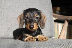 Image result for jezevčík drsnosrstý