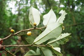 Image result for Xylopia wilwerthii