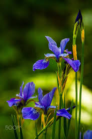 Irises In The Wild By Drperma On 500px Iris Flowers Iris Garden Wild Iris