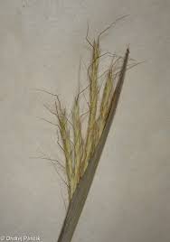 Image result for Dichanthium sericeum